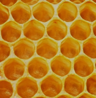 Les alvéoles hexagonales
