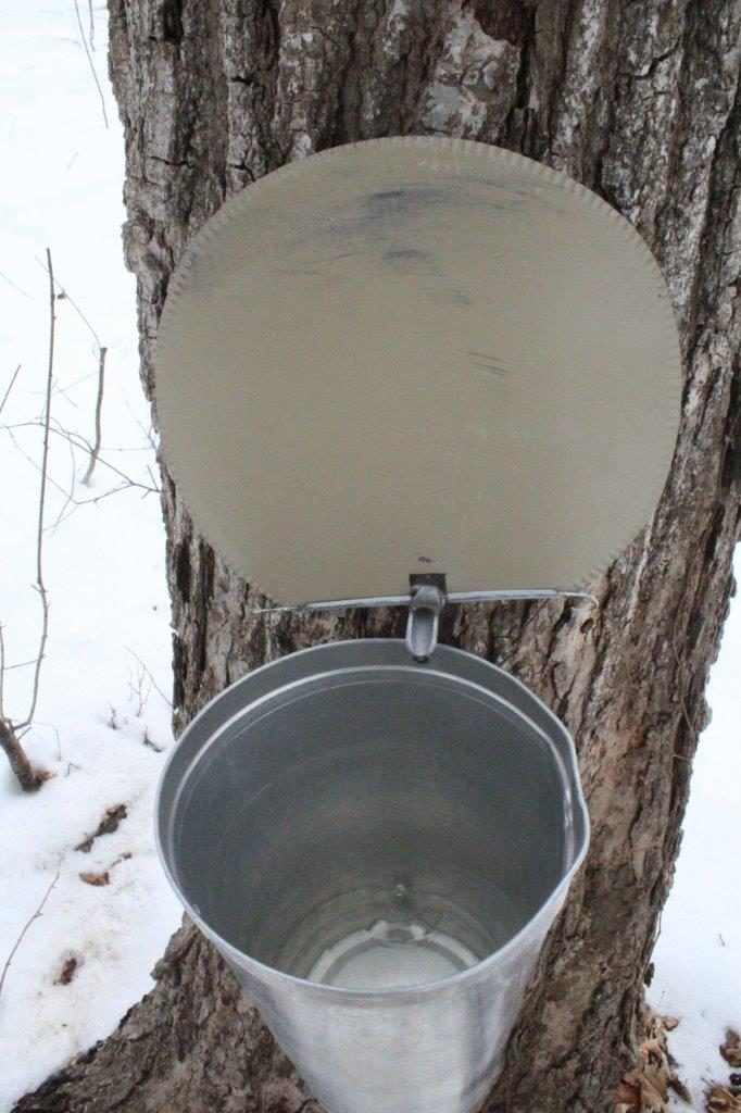 La récolte de l'eau d'érable dans une "chaudière" par l'intermédiaire d'un "chalumeau".