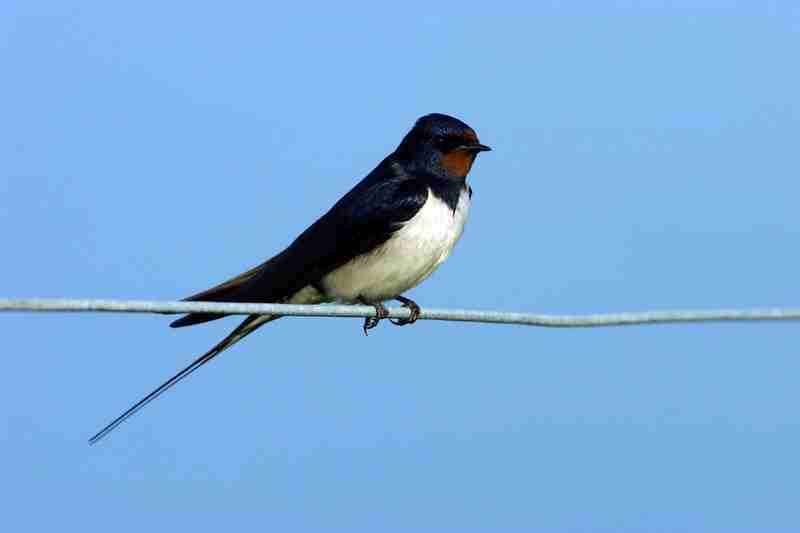 Hirondelle. Photo : Ligue de Protection des Oiseaux.